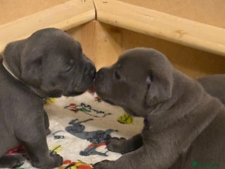 Staffordshire Bull Terrier dogs KC Crufts Blue Staffordshire Bull Terrier Puppies - Advert 2
