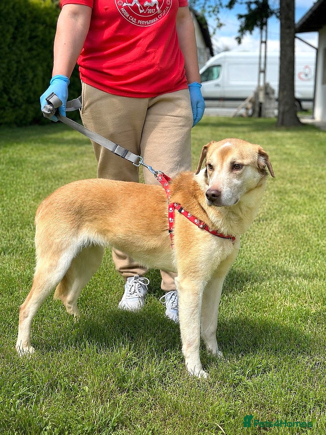 Mixed Breed dogs 🐾Luna – a small Lab-type girl longing for love ❤️ - Advert 16