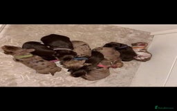 Miniature Dachshund dogs for sale: Miniature Dachshund  - Image 1