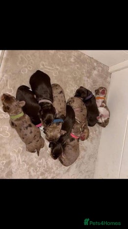 Miniature Dachshund dogs - Advert 4