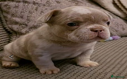 French Bulldog dogs for stud: New shade fluffy merle  in Sheffield - Image 34