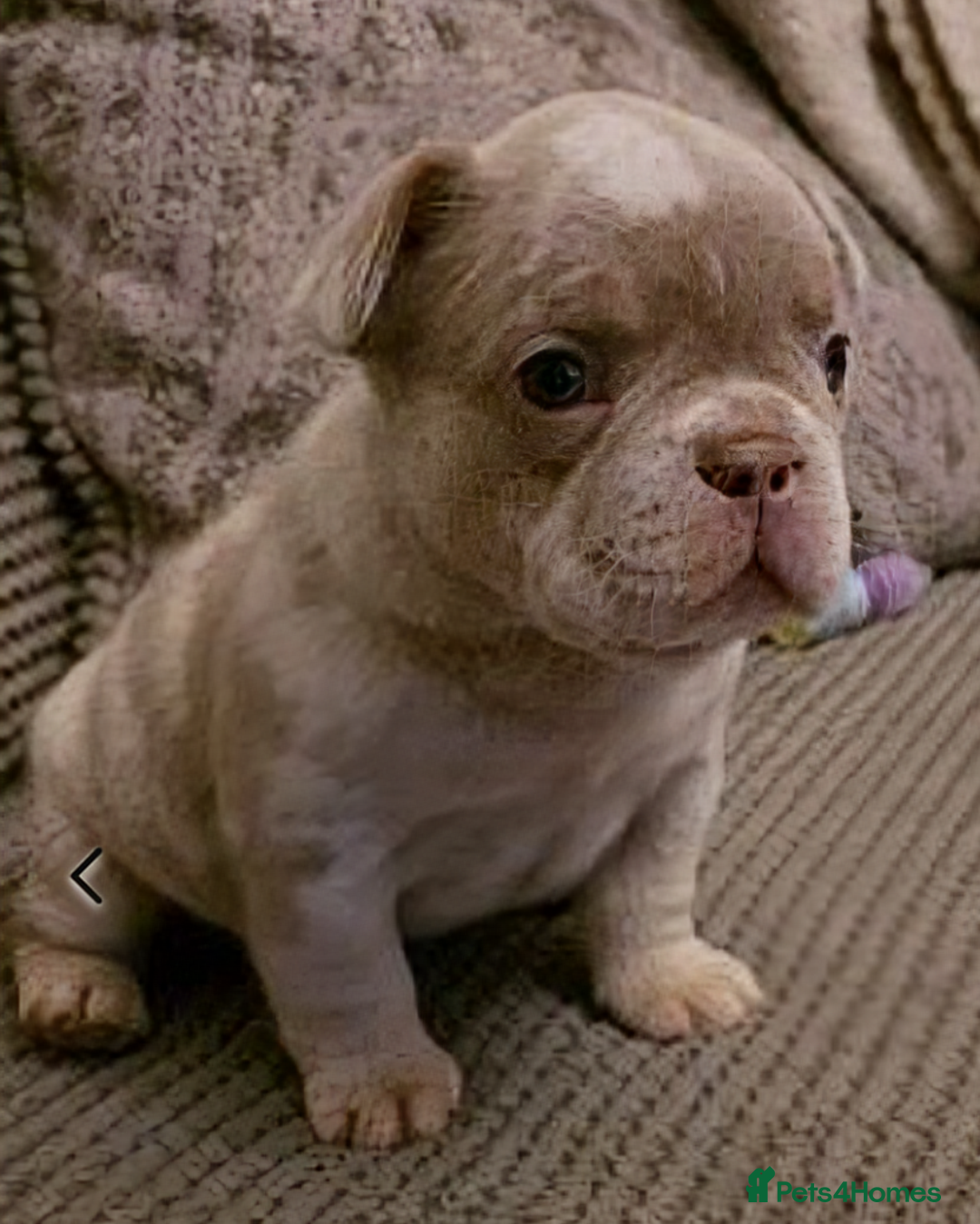 French Bulldog dogs for stud: New shade fluffy merle  in Sheffield - Image 34