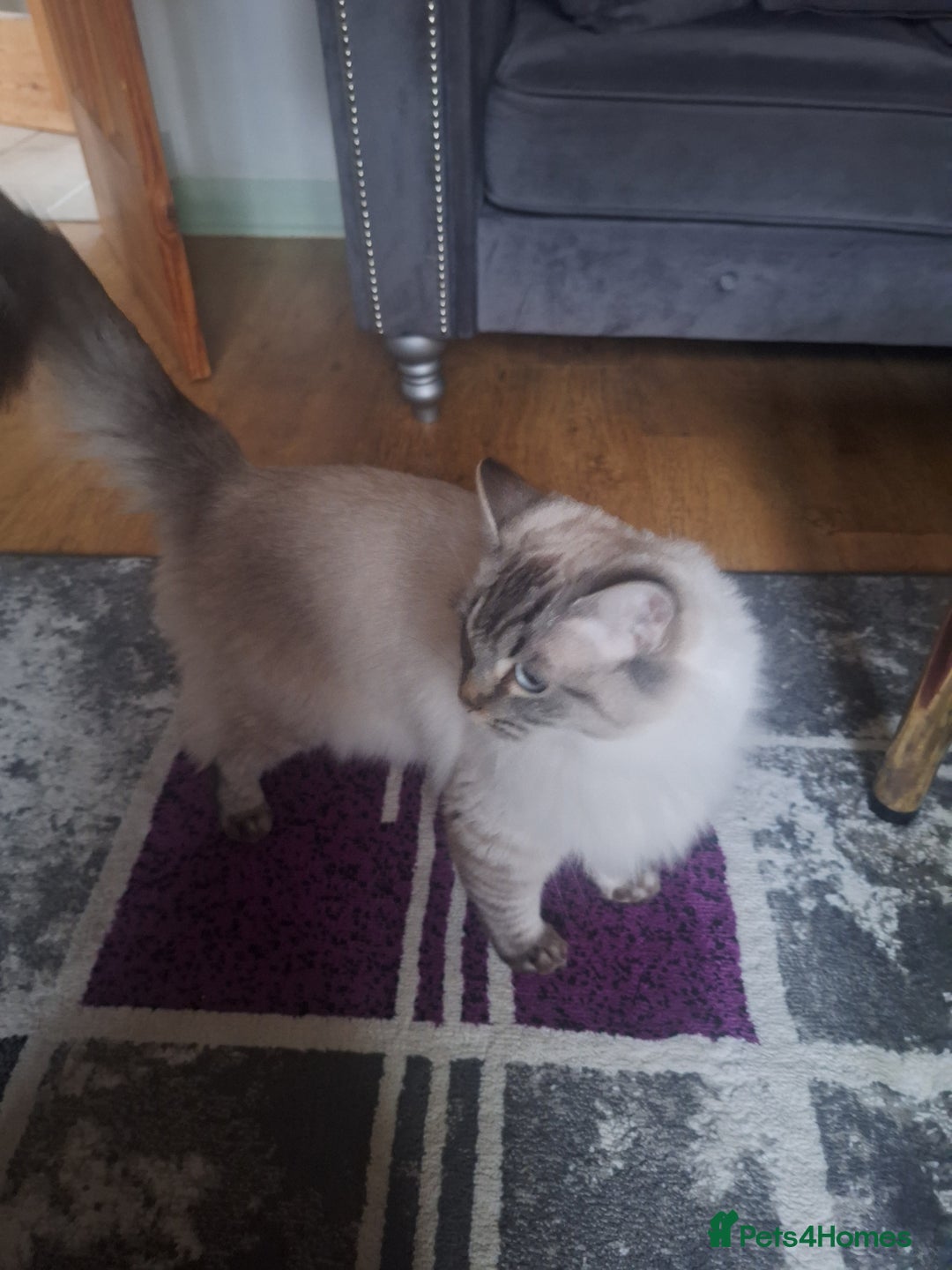 Ragdoll cats for sale: Remarkable Lynx female Ragdoll - Advert 3