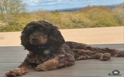 Cocker Spaniel dogs for sale: Show cockers champion bloodlines. simbawood lines. - Image 6