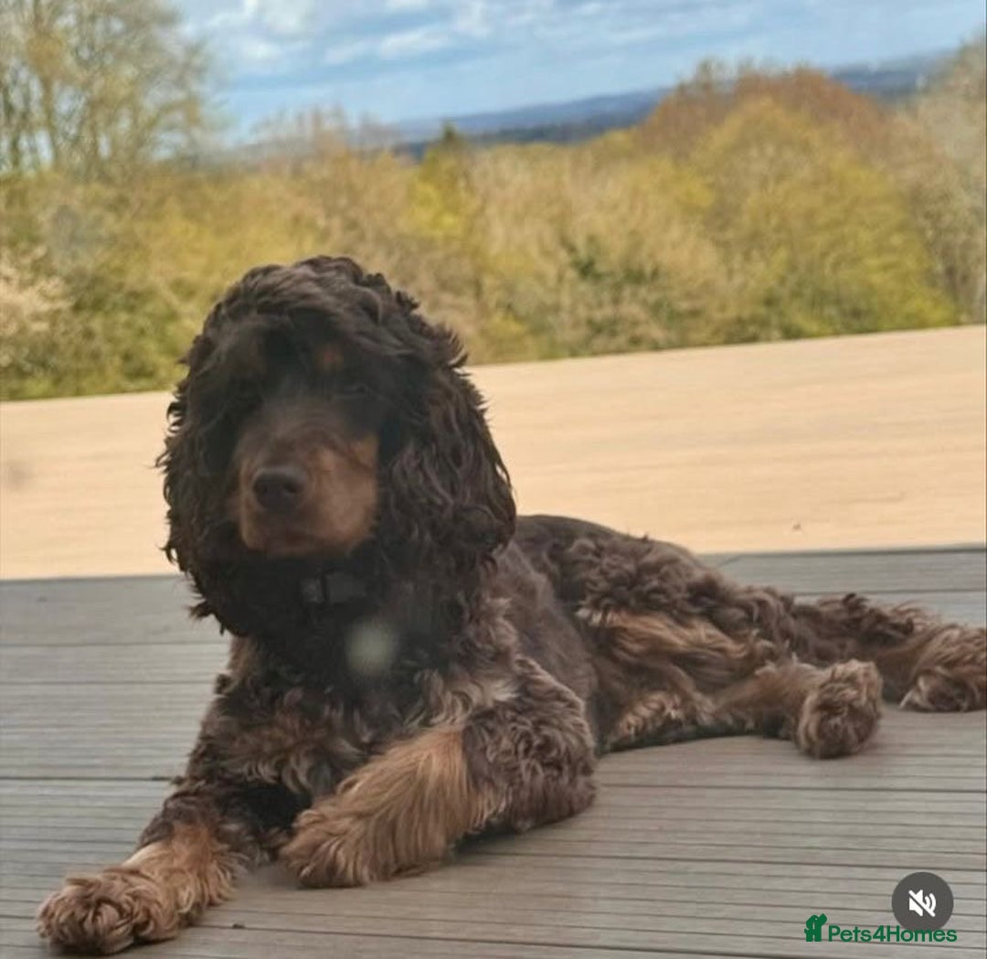 Cocker Spaniel dogs for sale: Show cockers champion bloodlines. simbawood lines. - Image 6