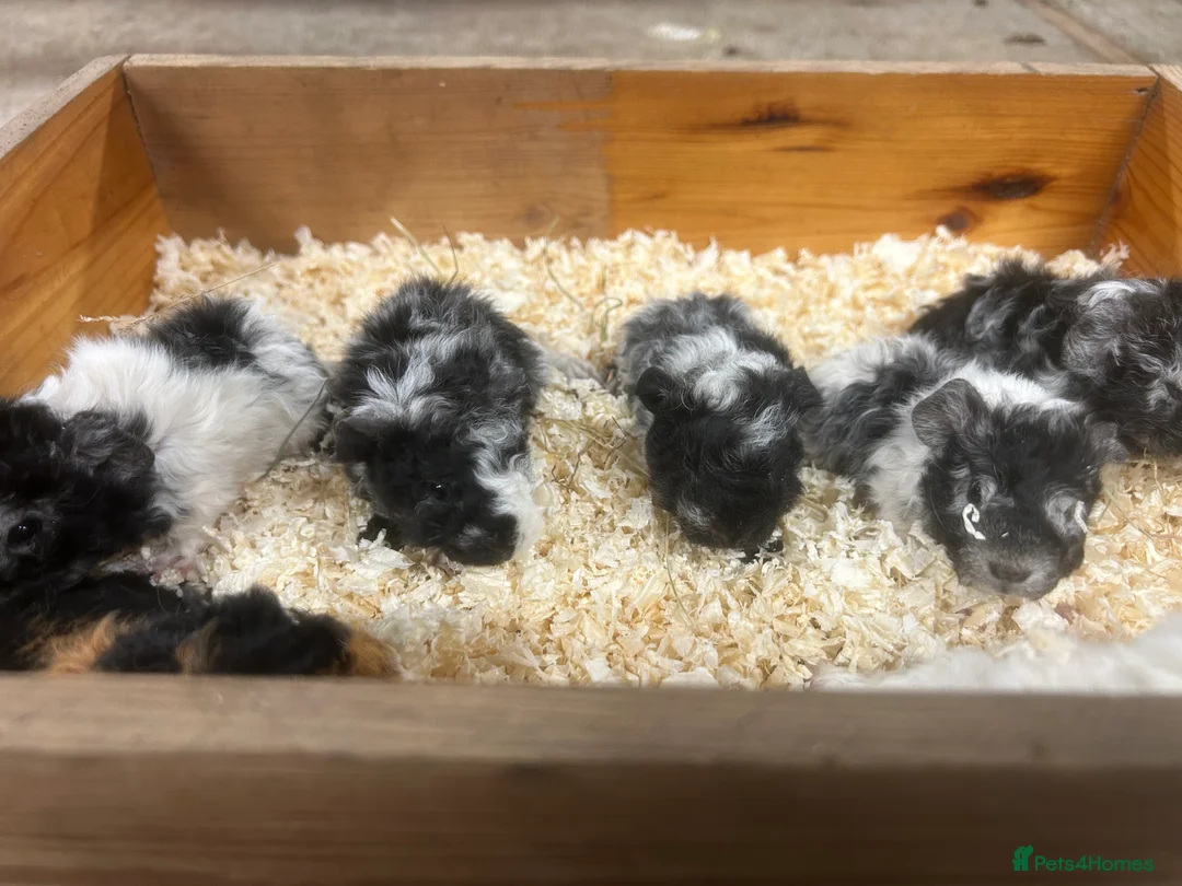 Guinea Pig rodents for sale: Lunkarya and Abyssinian guinea pigs for sale  - Advert 4