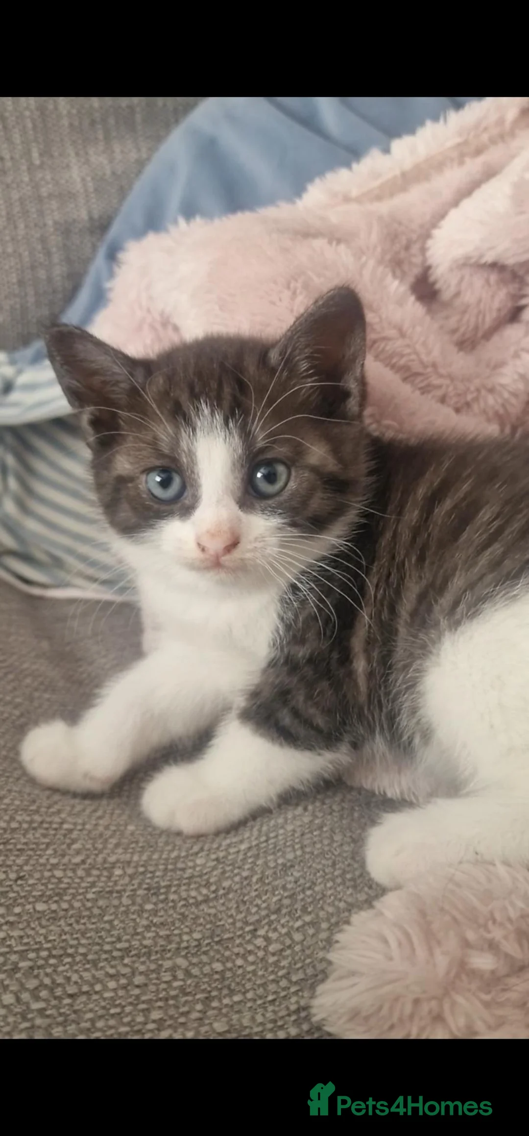 Mixed Breed cats for sale: LAST KITTEN LEFT!! READY NOW  - Advert 1
