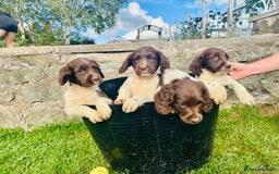 English Springer Spaniel dogs for sale: Springer Spaniel Puppies  - Image 4