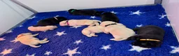 Labrador Retriever dogs for sale: Quality KC Registered Labrador Retriever Puppies - Advert 11