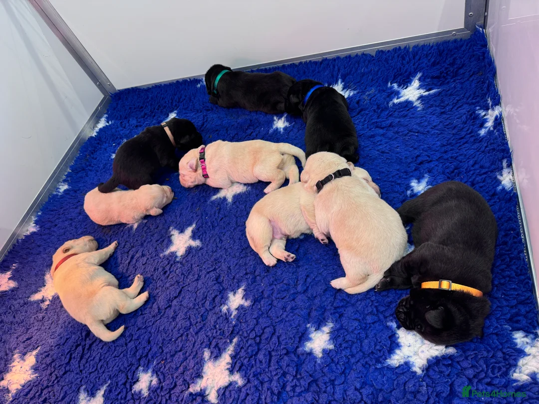 Labrador Retriever dogs for sale: Quality KC Registered Labrador Retriever Puppies - Advert 11