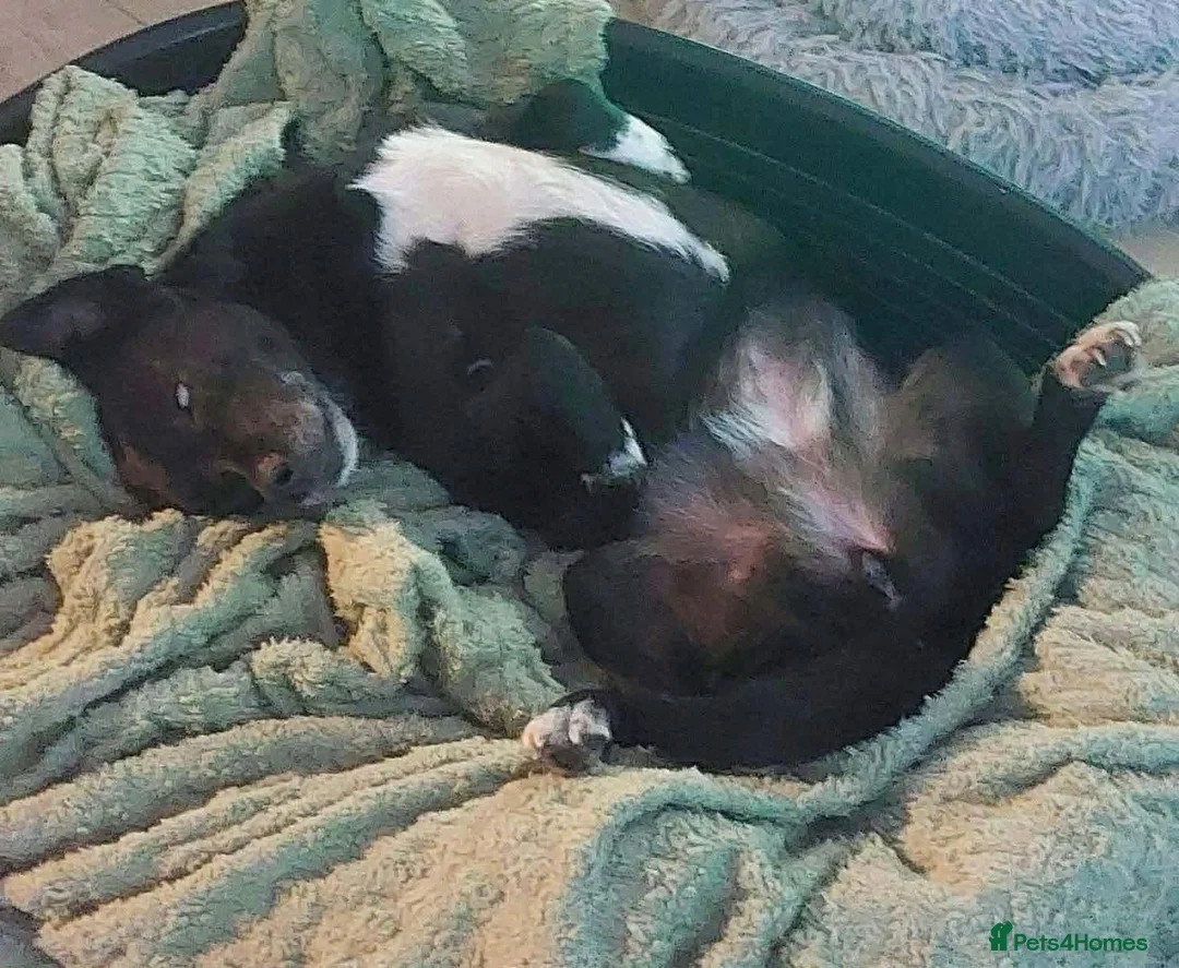 Mixed Breed dogs for adoption: BRAMBLE CAN’T STAY WHERE SHE IS... in Chelmsford - Advert 2