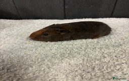 Guinea Pig rodents for sale: Stunning boar guinea pigs  - Image 3