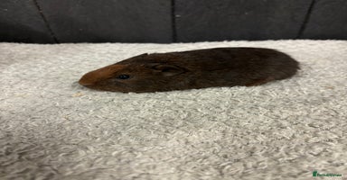 Guinea Pig rodents - Advert 5