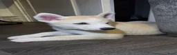 Huskita dogs for sale: Last puppy for sale!! in Bolton - Advert 3
