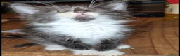 Mixed Breed cats for sale: Bengal x maincoon - Advert 4
