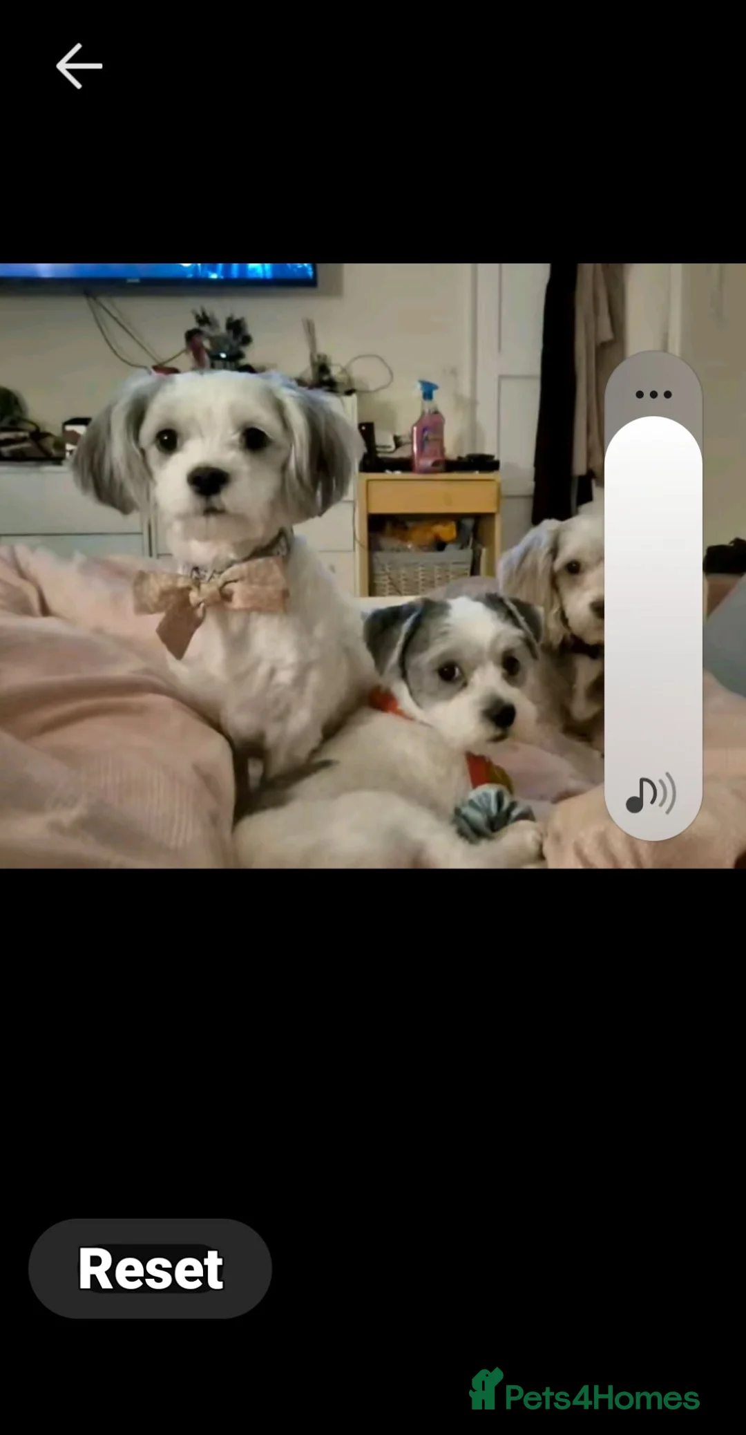 Maltipoo dogs for sale: LAST ONE f1 maltipoo  males  - Advert 2