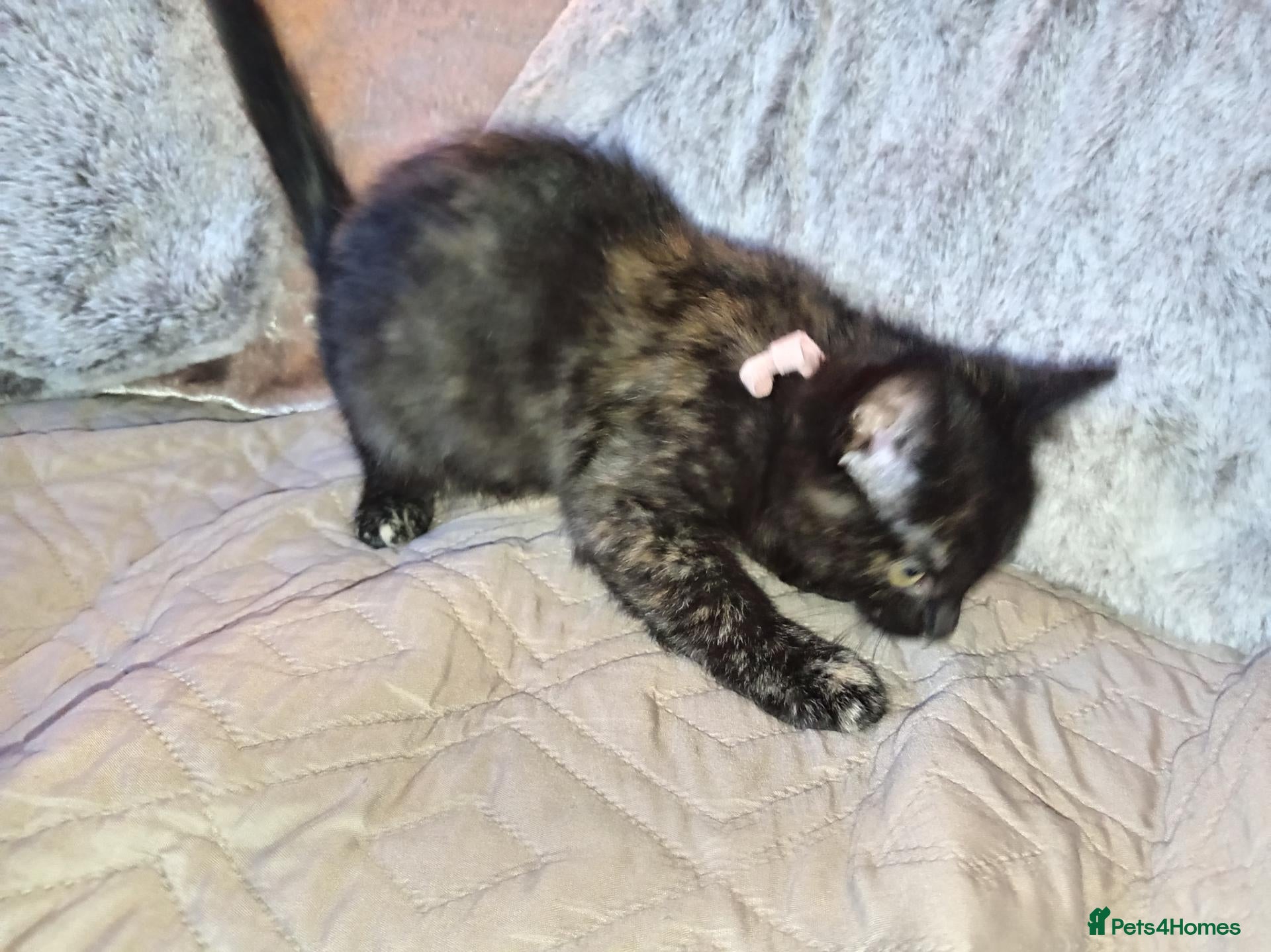 Mixed Breed cats Only 1 pink band girl available Beautiful kitten - Advert 16