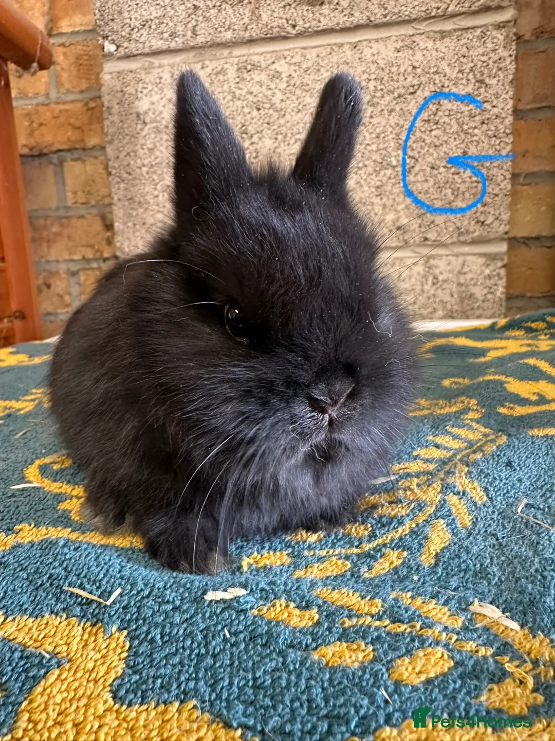 Netherland Dwarf rabbits for sale: Pair of Netherland Dwarf Rabbits for sale  - Advert 1