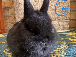 Netherland Dwarf rabbits Pair of Netherland Dwarf Rabbits for sale - Advert 2