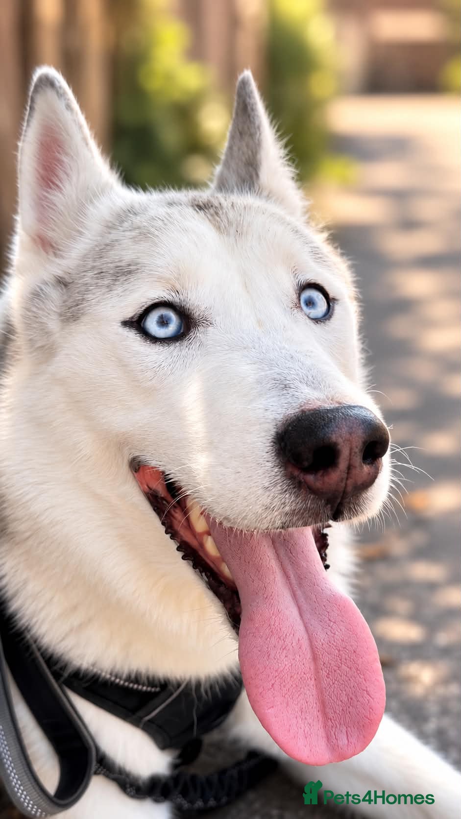 Siberian Husky dogs Beautiful 5 year old Husky  - Advert 13