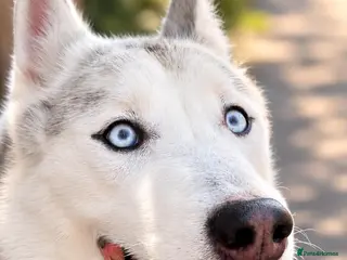 Siberian Husky dogs Beautiful 5 year old Husky - Advert 1