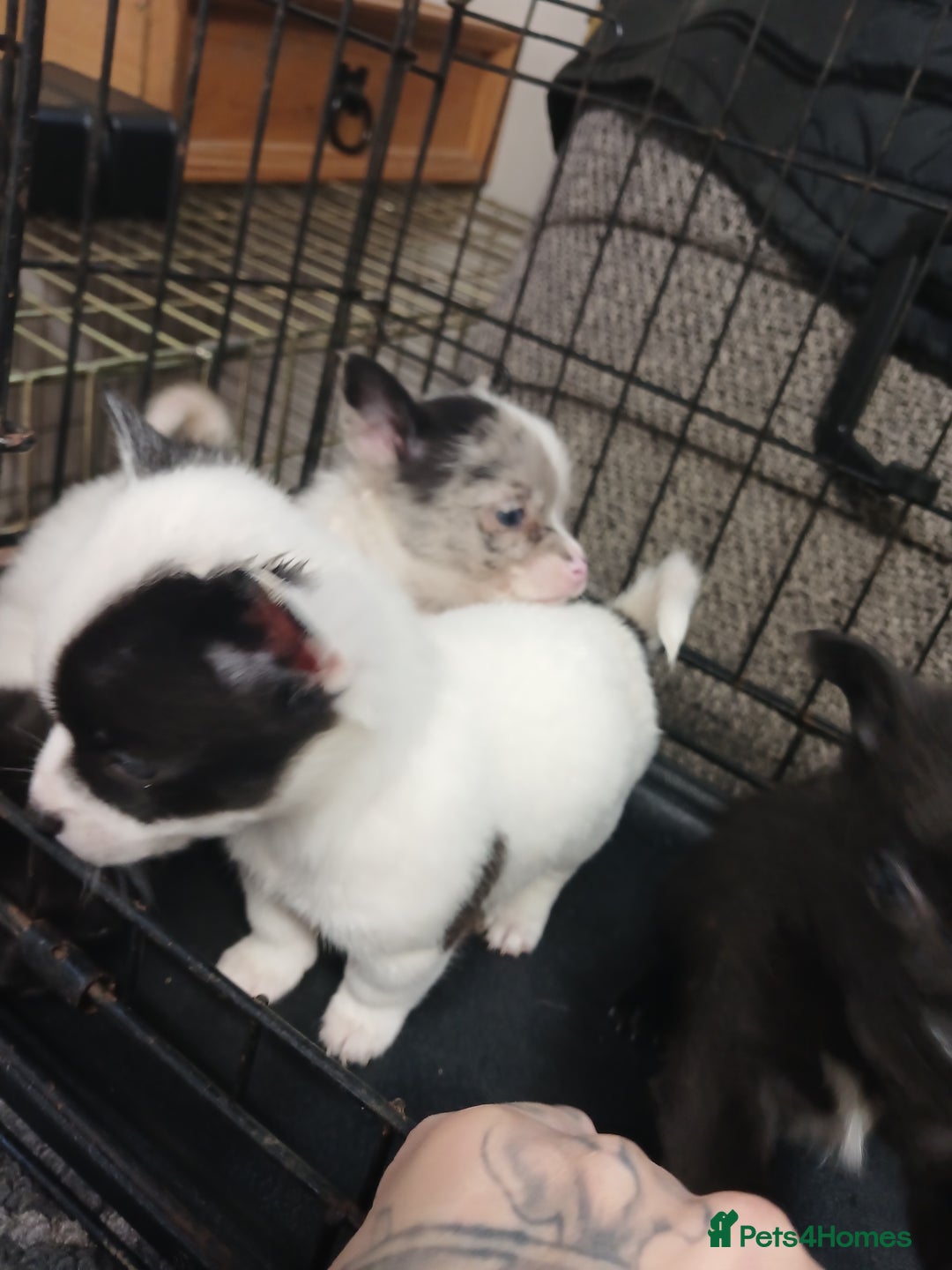 Mixed Breed dogs for sale: Pomeranian cross puppies ready now - Image 12