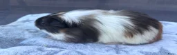 Guinea Pig rodents for sale: One Male Guinea pig 💙 - Advert 3