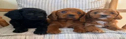 Cavapoo dogs for sale: Beautiful F2 Cavapoos - Advert 12