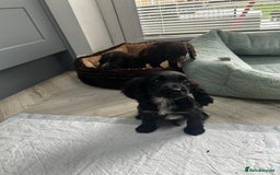 Cocker Spaniel dogs for sale: Show cocker spaniels  - Image 30