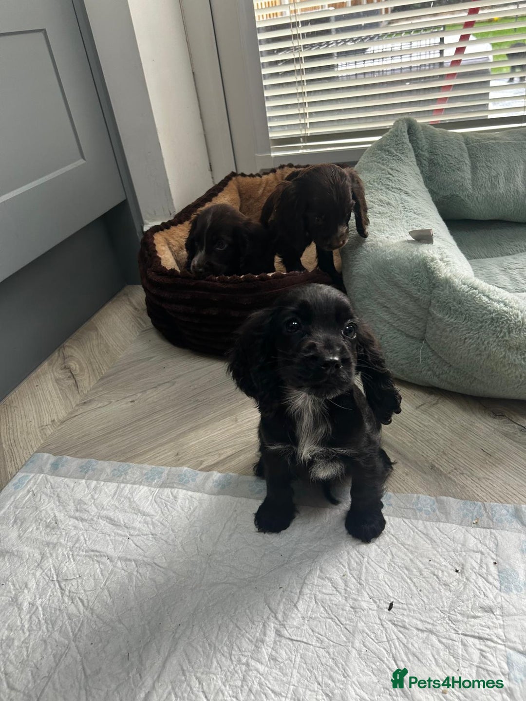 Cocker Spaniel dogs for sale: Show cocker spaniels  - Image 30