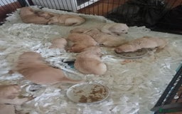 Golden Retriever dogs for sale: Golden Retriever puppies  - Image 2