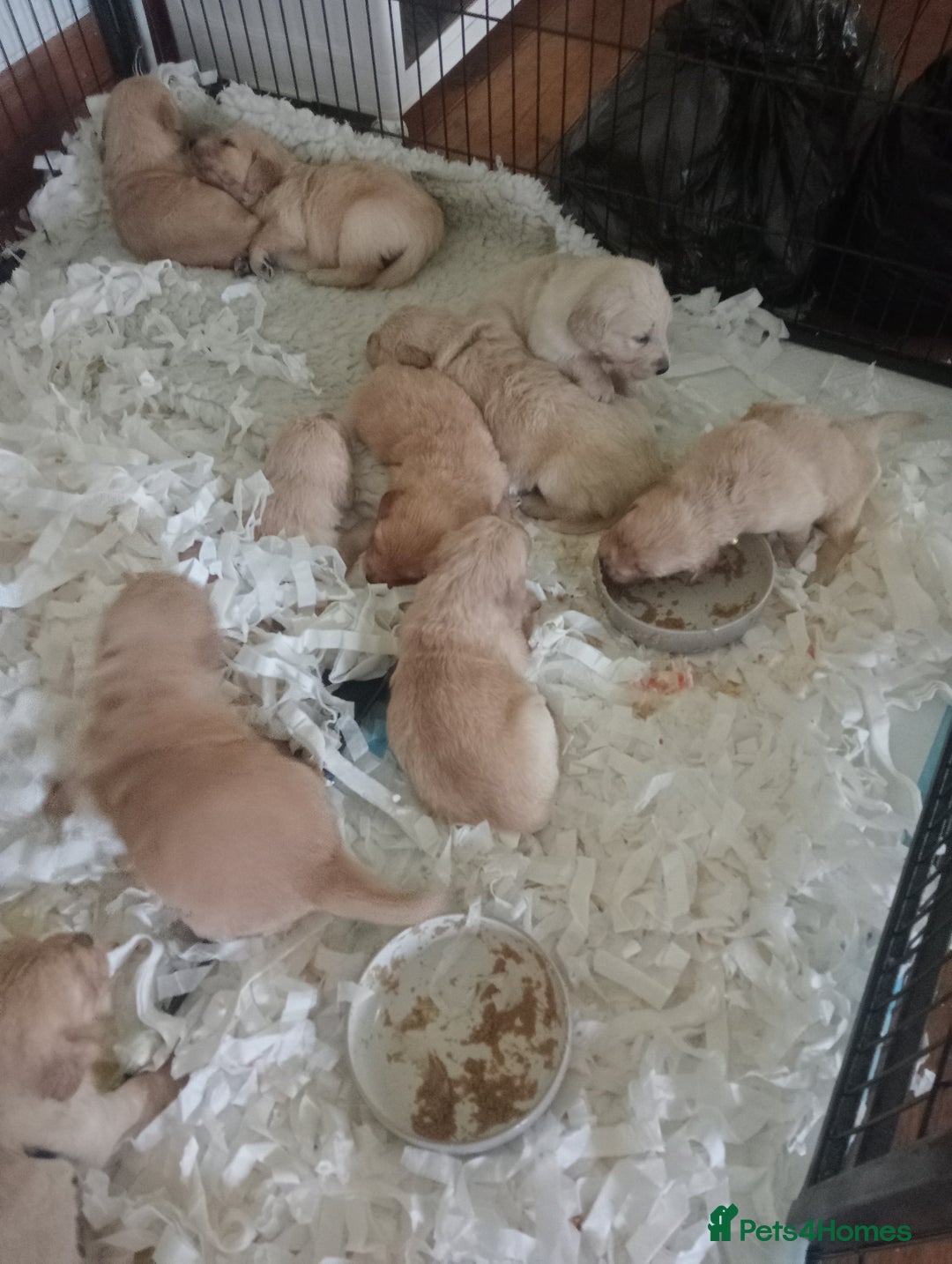 Golden Retriever dogs for sale: Golden Retriever puppies  - Image 2