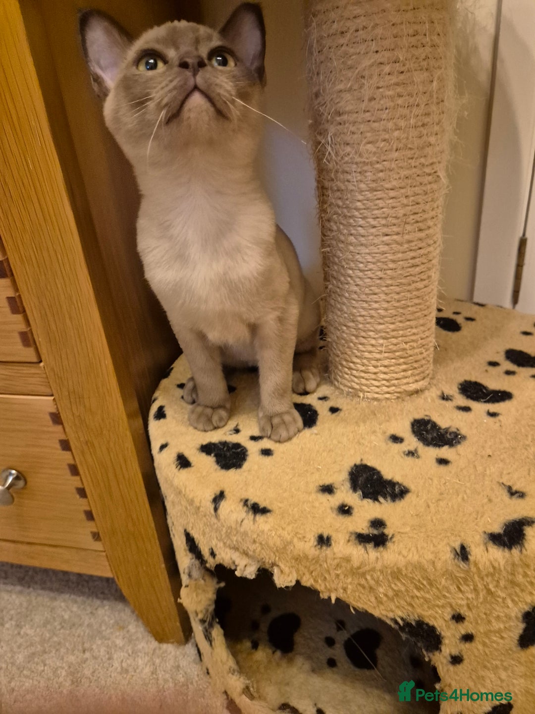 Burmese cats for sale: Pedigree Burmese Kittens - Advert 6