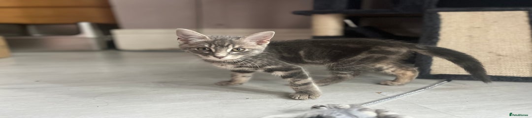 Bengal Kitten 1