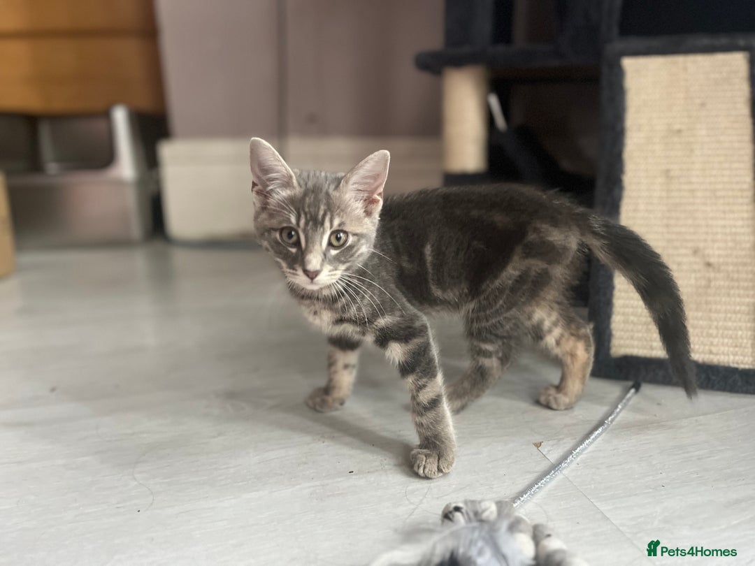 Bengal cats for sale: Gemini grey beauties - Image 24