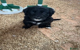 Mixed Breed dogs for sale: Golden retriever/Collie Mix pups - Advert 5