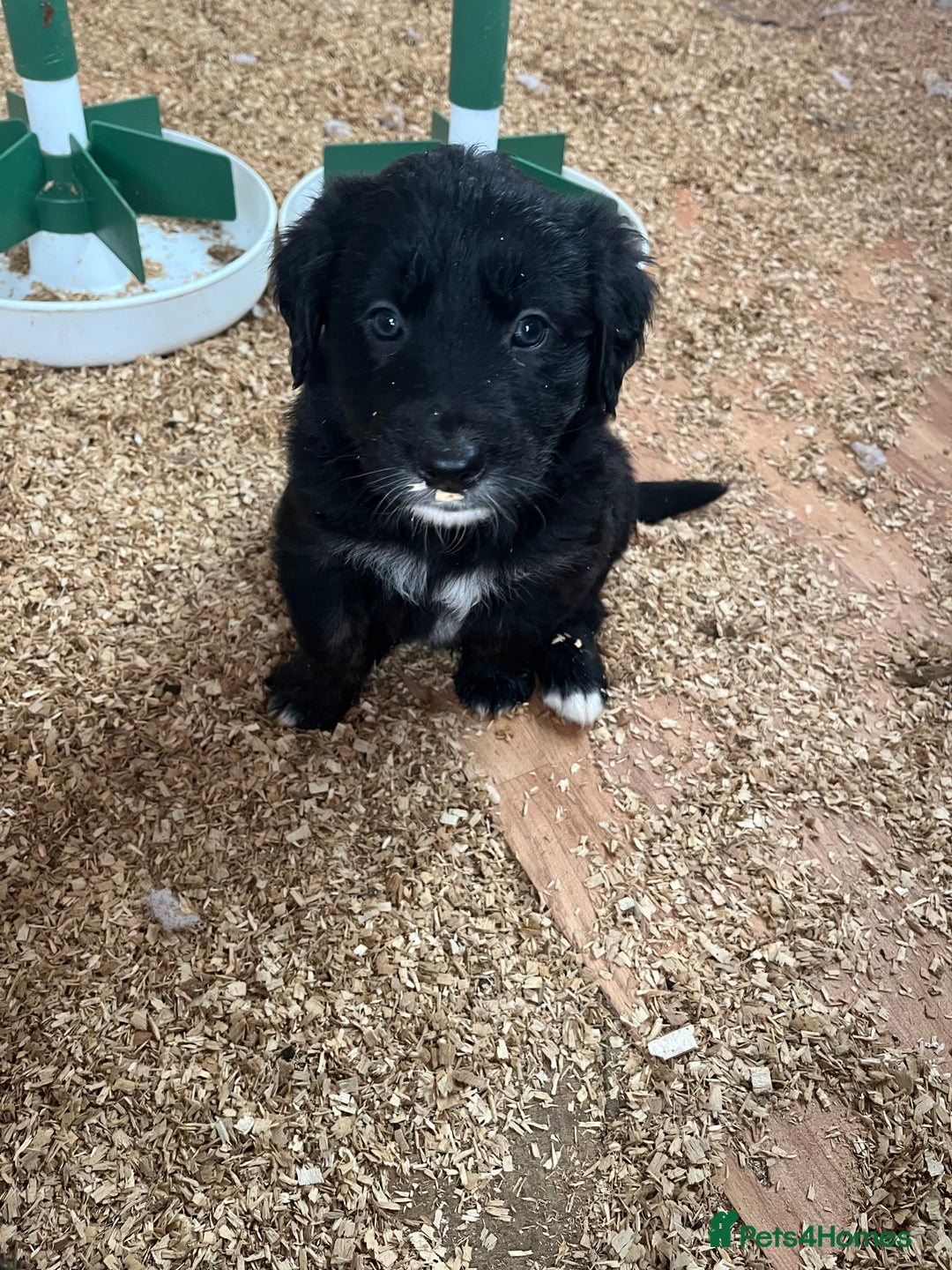 Mixed Breed dogs for sale: Golden retriever/Collie Mix pups - Advert 5