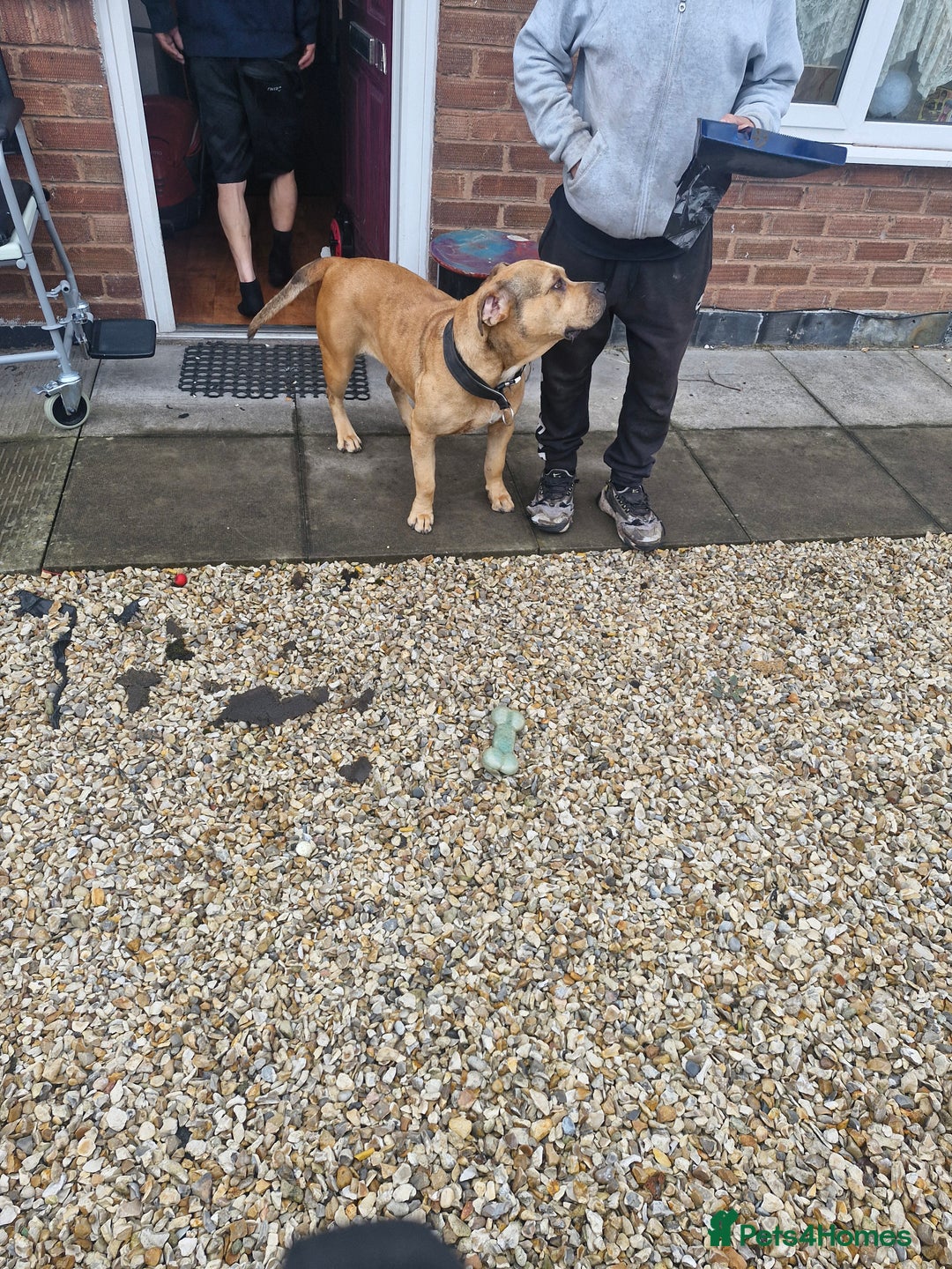 Mixed Breed dogs for sale: Urgent home needed please read!!!!### - Image 1