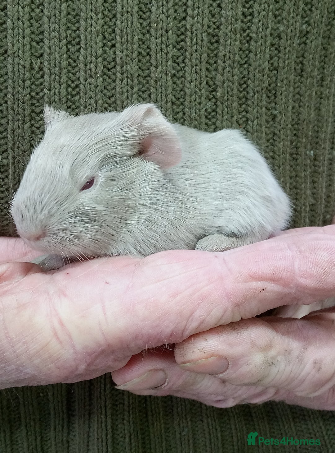 Guinea Pig rodents for sale: Long coated Sheltie male babies - Advert 6