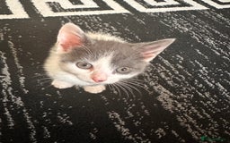 Mixed Breed cats for sale: Kitten for sale Luton/dunstable - Image 4