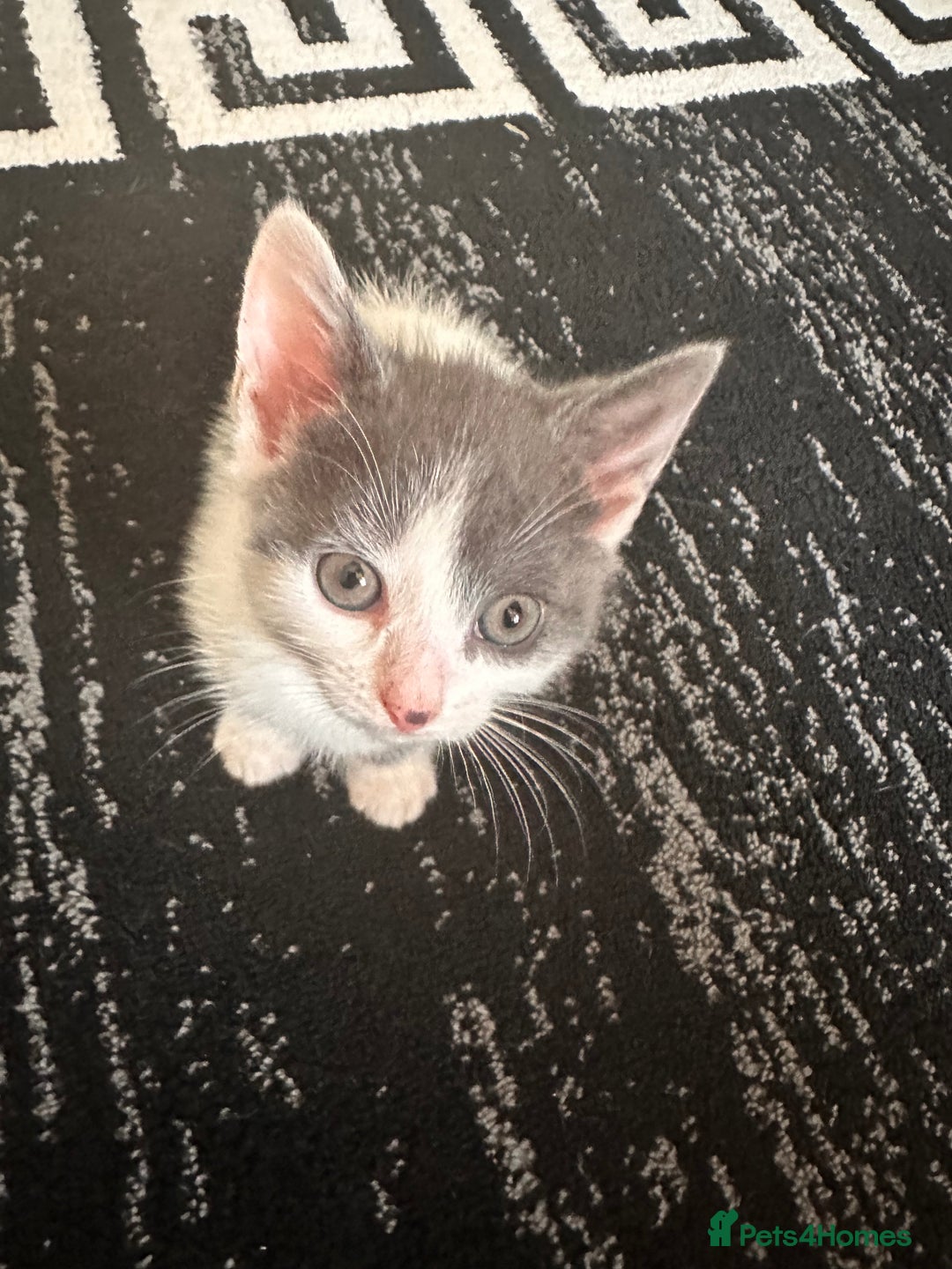 Mixed Breed cats for sale: Kitten for sale Luton/dunstable - Image 4