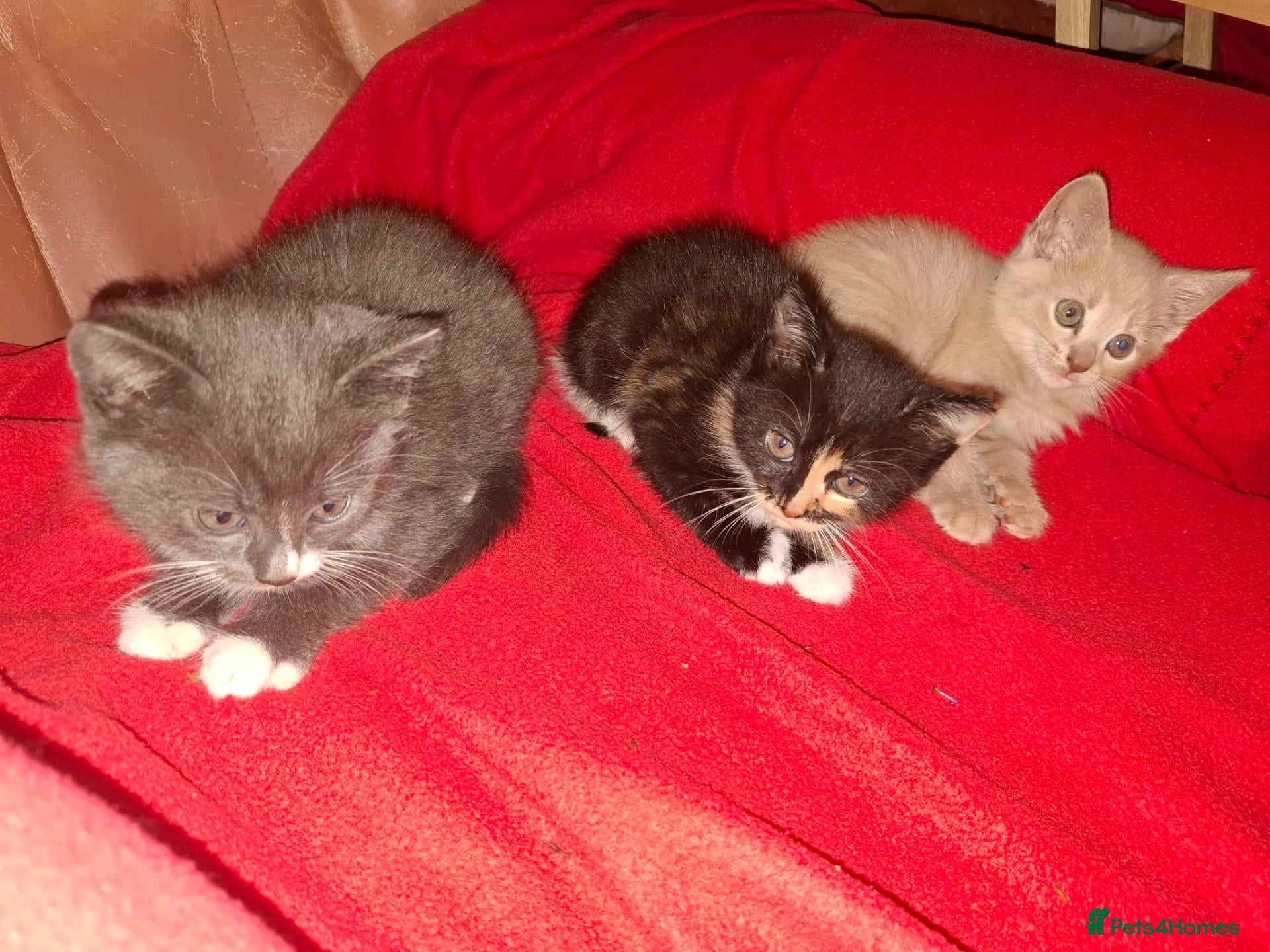Mixed Breed cats Lovely Kittens 😻 - Advert 2
