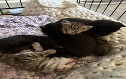 British Shorthair cats for sale: 5 British short hair kittens  - Image 10