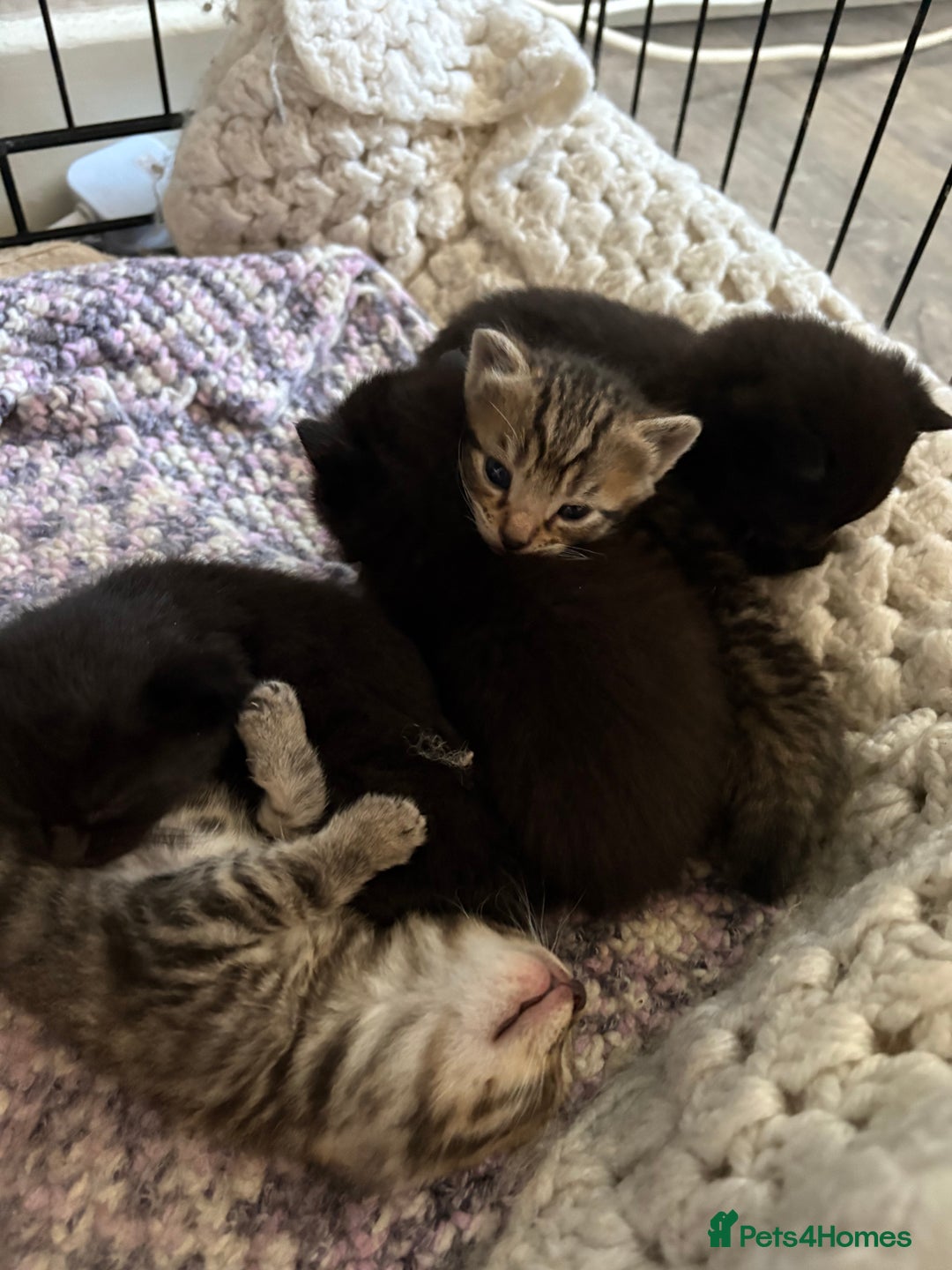 British Shorthair cats for sale: 5 British short hair kittens  - Image 10