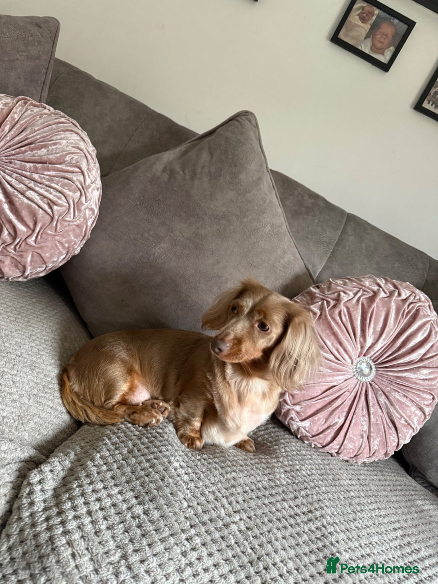 Dachshund dogs  6 mini long haired dachsunds - Advert 15