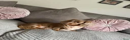 Dachshund dogs for sale:  6 mini long haired dachsunds - Advert 1