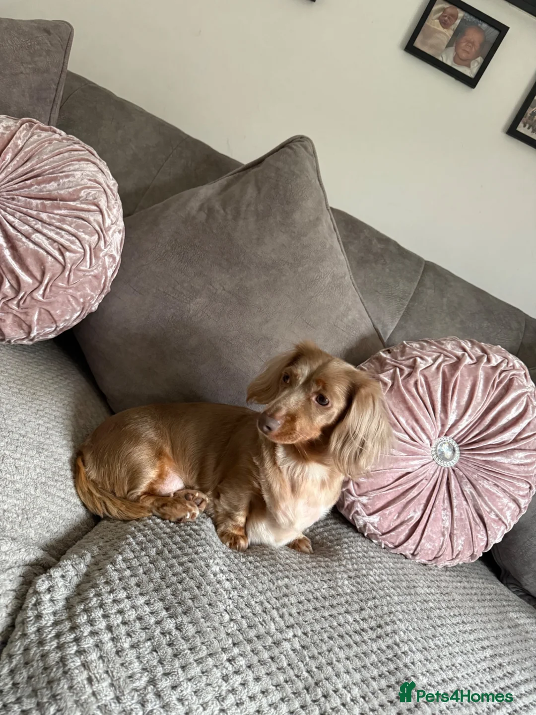 Dachshund dogs for sale:  6 mini long haired dachsunds - Advert 1
