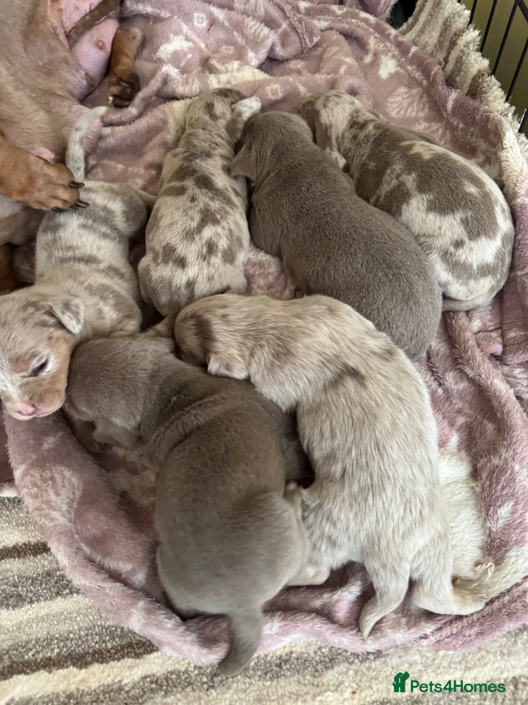 Dachshund dogs for sale: Mini dachshund puppies dapple Isabella tan  - Advert 2