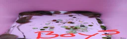 Mouse rodents for sale: Gorgeous friendly mice  - Advert 4