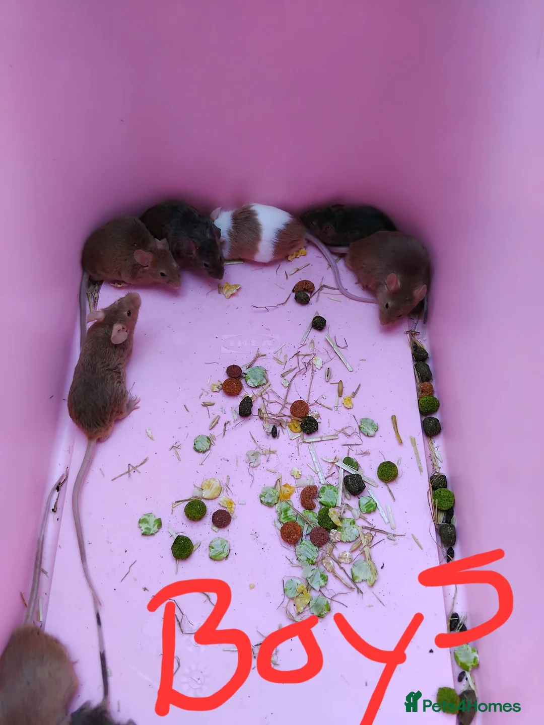 Mouse rodents for sale: Gorgeous friendly mice  - Advert 4